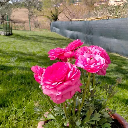 Holiday home In The Olive Farm Chieti