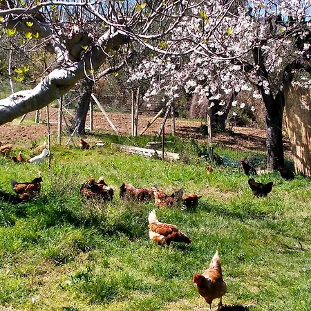 펜션 In The Olive Farm
